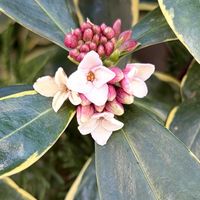 ジンチョウゲ,いい香り,さんぽ,中国原産,ジンチョウゲ科の画像