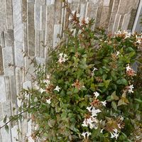 アベリアの画像