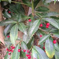 イベリス,シクラメン,プリムラ,マンリョウ,パンジーの画像