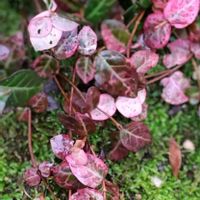 ハツユキカズラ,GSのみなさんに感謝♡,平和を願う,8日は葉っぱの発表会,庭の画像