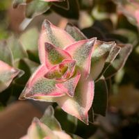 南十字星の画像