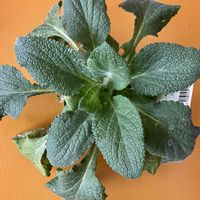 ジギタリス,ジギタリス,癒し,緑の葉,毒草の画像