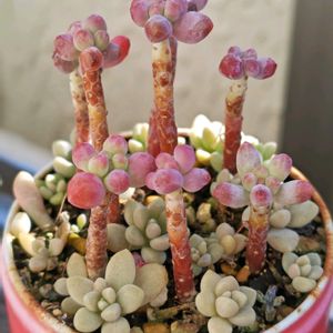 プロリフェラ,乙女心,ピンクプリティ,フィオナ,ブラックスワンの画像