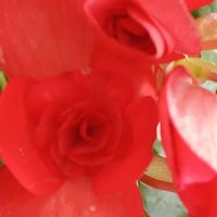 ベゴニア,ベゴニア,宮城県,我ら宮城県民,リビング・ダイニングの画像