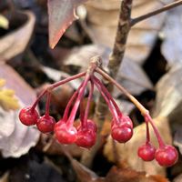 万両,万両〈紅孔雀〉,ガーデニング,山野草,シェードガーデンの画像