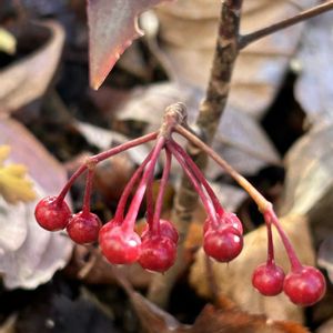 万両,万両〈紅孔雀〉,ガーデニング,山野草,シェードガーデンの画像