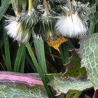 タンポポ,タンポポの画像