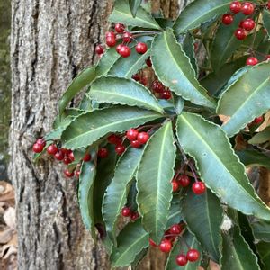 マンリョウ,赤い実,植栽,サクラソウ科,縁起木の画像