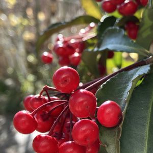 バラ,マンリョウ,マンリョウの花,マンリョウ(万両),散歩道の画像