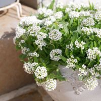 アリッサム,コスモス,福岡,備忘録,癒し…の画像