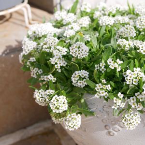 アリッサム,コスモス,福岡,備忘録,癒し…の画像