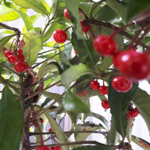 マンリョウ,花言葉,可愛い実,今日のお花,縁起善き哉〜☆の画像