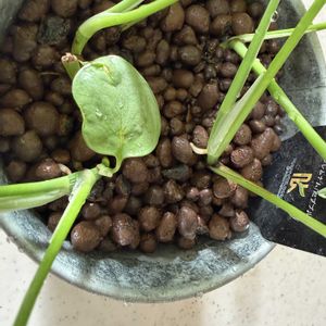 エピプレナム　ピナツム　セブブルー,ハイドロカルチャー,育成記録,PR,エピプレナム属の画像