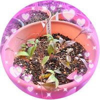 バラ,バラ,パンジー・ビオラ,パンジー・ビオラ,パンジー・ビオラの画像