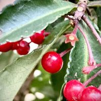 アリッサム,マンリョウ,小松菜,謎の葉,万両（まんりょう）の画像