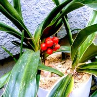 アプローチの画像