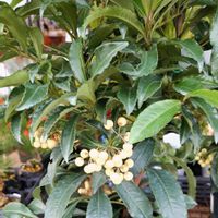 マンリョウ,人に優しくの画像