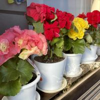 ベゴニア,ポインセチア,アガベ,万両,アガベアメリカーナの画像