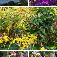 ストック,ツワブキ,マンリョウ,パンジー,番外編　♪♪の画像