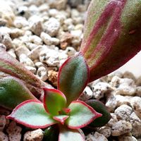 紅司,多肉植物,洋室の画像