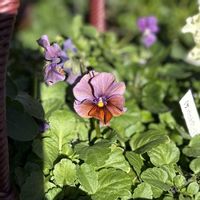 ヒヤシンス,ビオラ,ときめきビオラ,ロカハーツ　オリジナルビオラ,ビオラ サンセットグローの画像