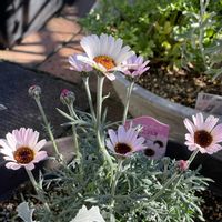 ローダンセマム,ローダンセマム,ガーデニング,小さな庭の画像