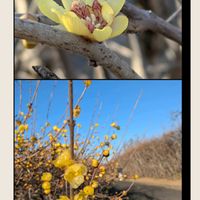 ネモフィラ,ロウバイ,和蝋梅,ばら バラ 薔薇,木曜日は桃色の画像
