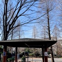 ケヤキ,サザンカ,メタセコイヤ,癒し,冬の公園の画像