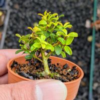 金芽ツゲ,盆栽,ミニ盆栽,盆栽苗木,まめ盆栽の画像