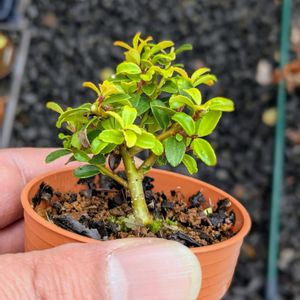金芽ツゲ,盆栽,ミニ盆栽,盆栽苗木,まめ盆栽の画像
