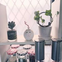 ヘデラ,アイビー,ハオルチア オブツーサ,出窓,おきにいりの画像