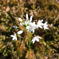 アリウム,アリウム コワニー,切り花の画像