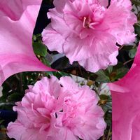 アザレア,ピンクワールド,SDGs,心に笑顔の花を,木曜日は木の画像