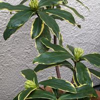 ジンチョウゲ,沈丁花(白色)の画像