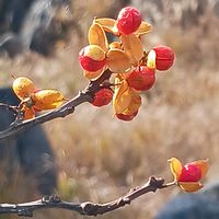 ツルウメモドキ,果実,かわいい♡,在来種,花後姿の画像