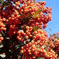 ピラカンサの画像