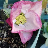 クリスマスローズ,クリスマスローズ ウィンターヴィーナス,クリスマスローズ ウィンターヴィーナス,クリスマスローズ ウィンターヴィーナス,鉢植えの画像