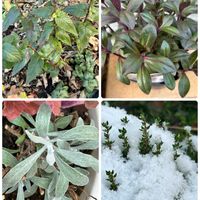 タイム,ヘリクリサム,ベロニカ グレース,モナルダ,葉っぱ好きの画像