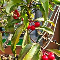 クチナシ,クチナシ,マンリョウ,マンリョウ,世界中の人々が平穏に暮らせますようにの画像