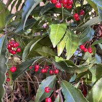 シュウメイギク,フジバカマ,マンリョウ,ビバーナム ティヌス,今日のお花の画像