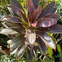 ドラセナ,だるま秀麗,桃美人,フィカス・アルテシマ,窓際の画像