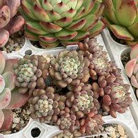 グリーンピース,多肉植物,エケベリア属,多肉大好き,可愛いの画像