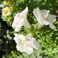 ラベンダー,オキザリス パーシーカラー,金魚草トゥィニー,小さな庭の画像