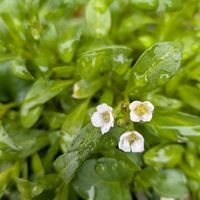 アリッサム,サルスベリ,スーパーアリッサム,樫の木,葉牡丹（はぼたん）の画像