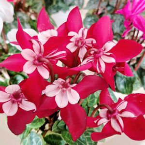 ミニシクラメン,ミニシクラメン,ミニシクラメン,リメ鉢,たにおたくらぶの画像