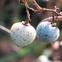スイセン,フユシラズ,ホトケノザ,ムシトリナデシコ,イヌビワの画像