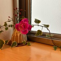 バラ,アイビー（ヘデラ）,ローズヒップ,バラ、薔薇、ばら,癒しの花の画像