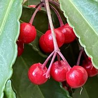 マンリョウ,ムベ,かわいい,癒される,美しいの画像