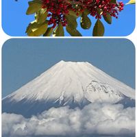 アセビ,アセビ,クロガネモチ,クロガネモチ,富士山の画像