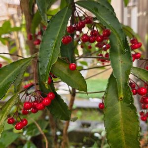 マンリョウ(万両),赤い実,白い実,NO GREEN  NO LIFE,今日のお花の画像